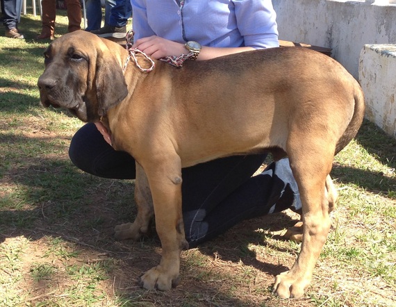 Resultado: 114ª Exposição Nacional do Fila Brasileiro Cafib e 11ª Exposição  do Fila Brasileiro Cafib de Varginha - CAFIB