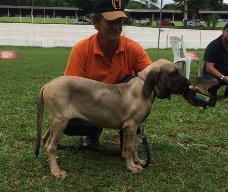 Cachorro fila  Canil Recanto do Livramento