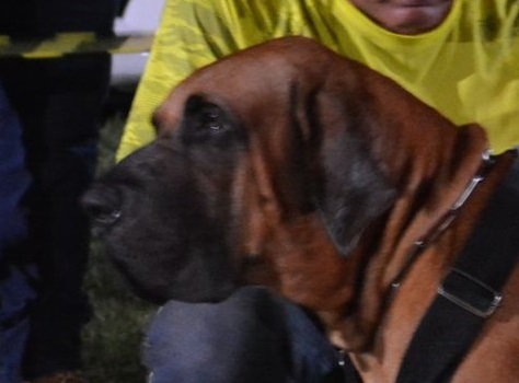 FILA BRASILEIRO - POR FRANCISCO PELTIER DE QUEIROZ - Cão de Fila Brasileiro  CAFIB