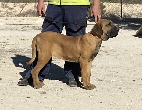 FILHOTE DE FILA BRASILEIRO COM 3 MESES ( Fila Brasileiro 3 months