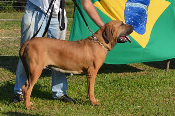 jóia guardiões do caracu