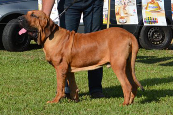 tufão do carlão