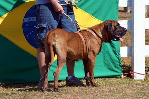 rara da chácara três irmãos