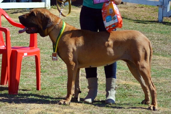 ztora do passo do trem