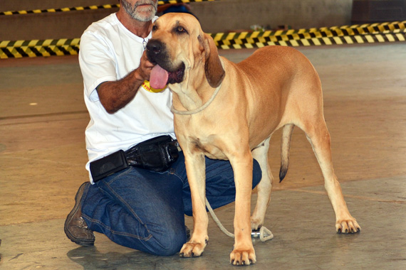 gaya do cara branca