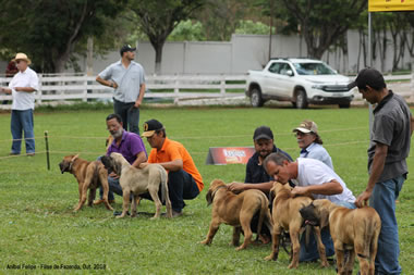 expo pará de minas