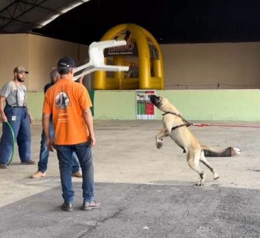 expo guará